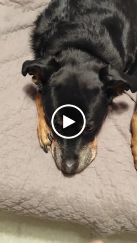 Customer video review of Complément articulations | Chien