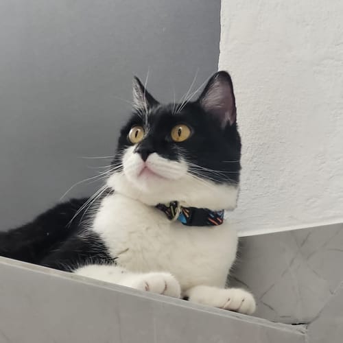 Customer photo review of Collar personalizado para Mascota: Alebrije