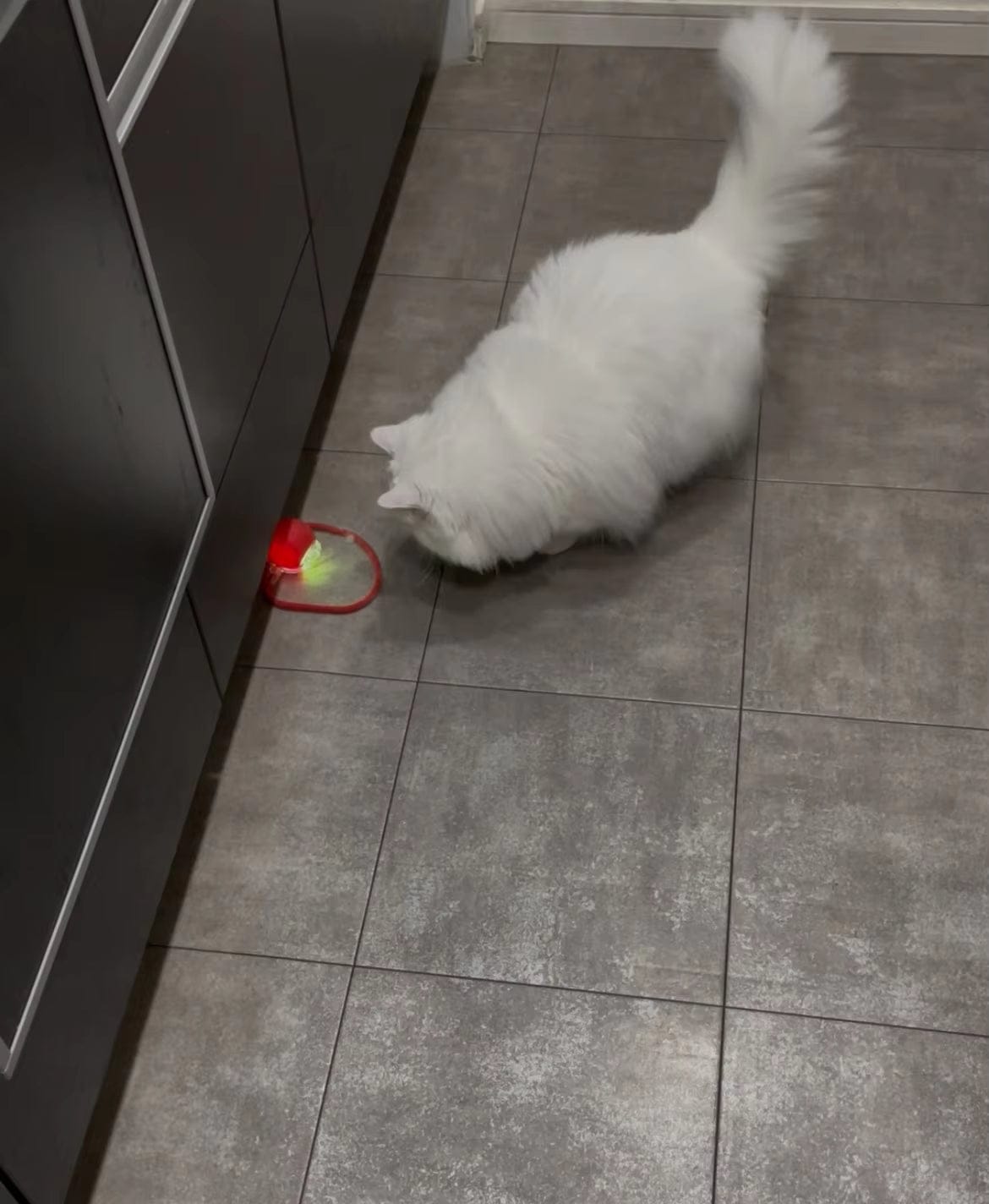 Customer photo review of ZoomBall - Interactieve Hondenspeelbal