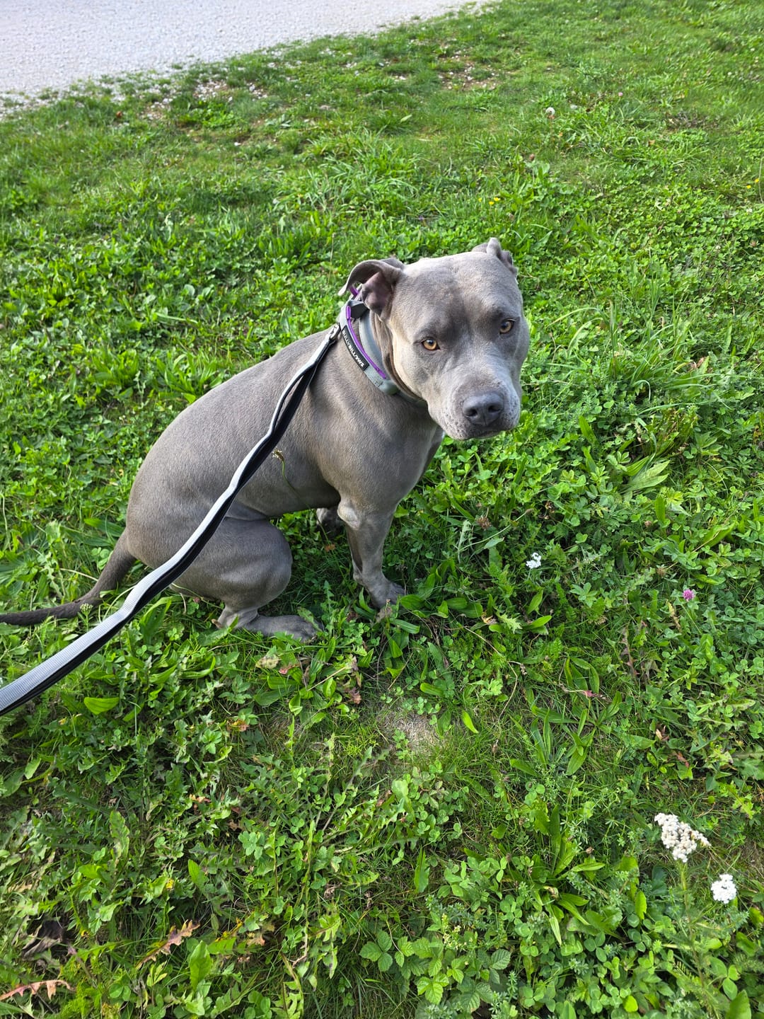 Customer photo review of 4cm LIGHTER Combat® Collar | With Handle Rated Clip - Purple & Metal Grey