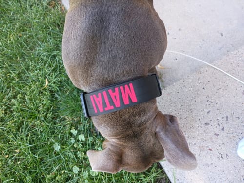 Customer photo review of Black Bully Proof Collar