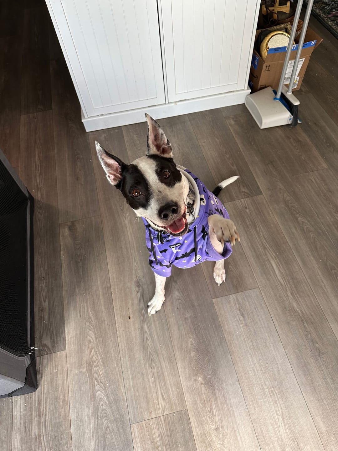 Customer photo review of Halloween Dog Hoodie - Purple