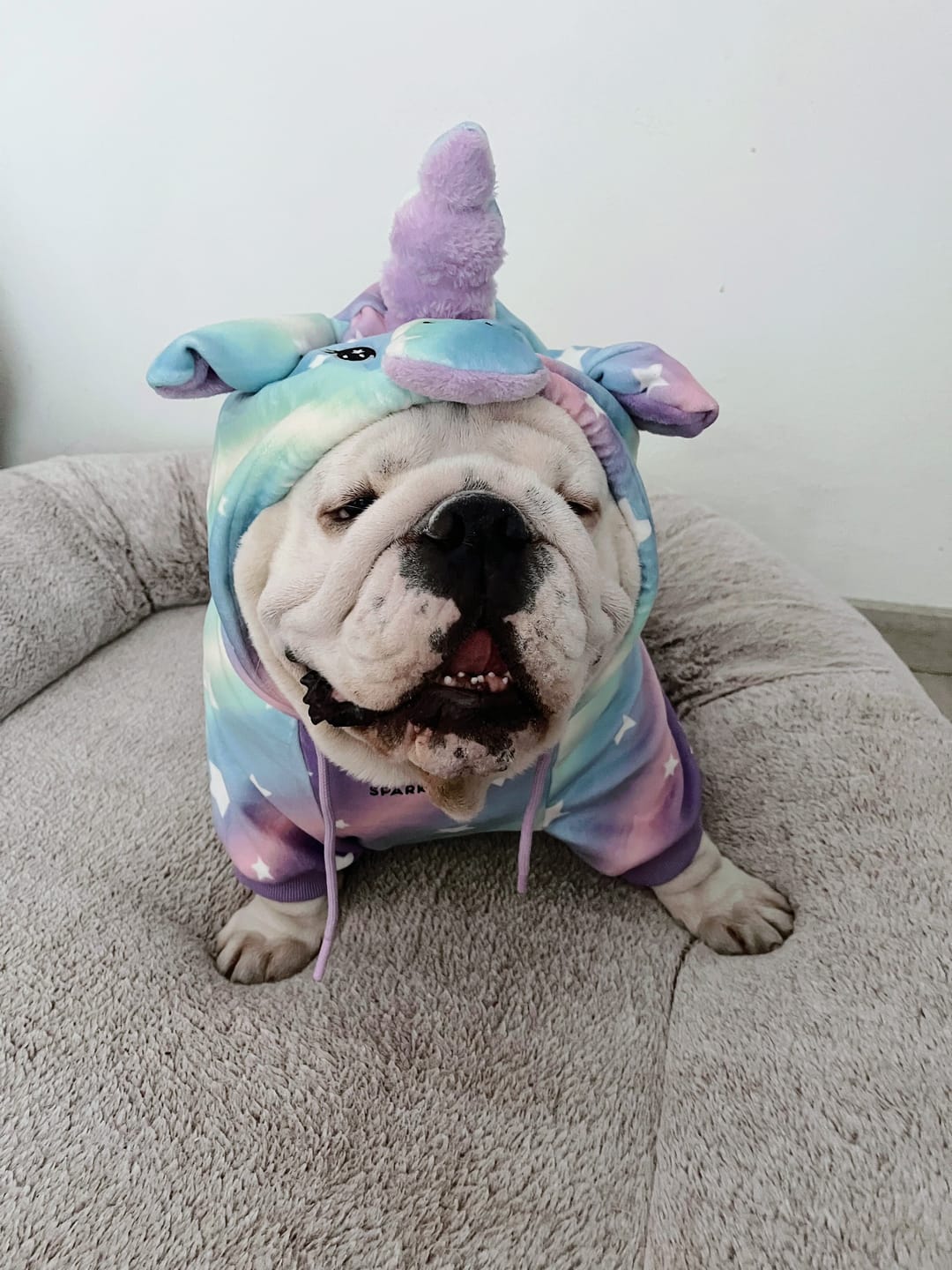 Customer photo review of Halloween Dog Hoodie - Unicorn
