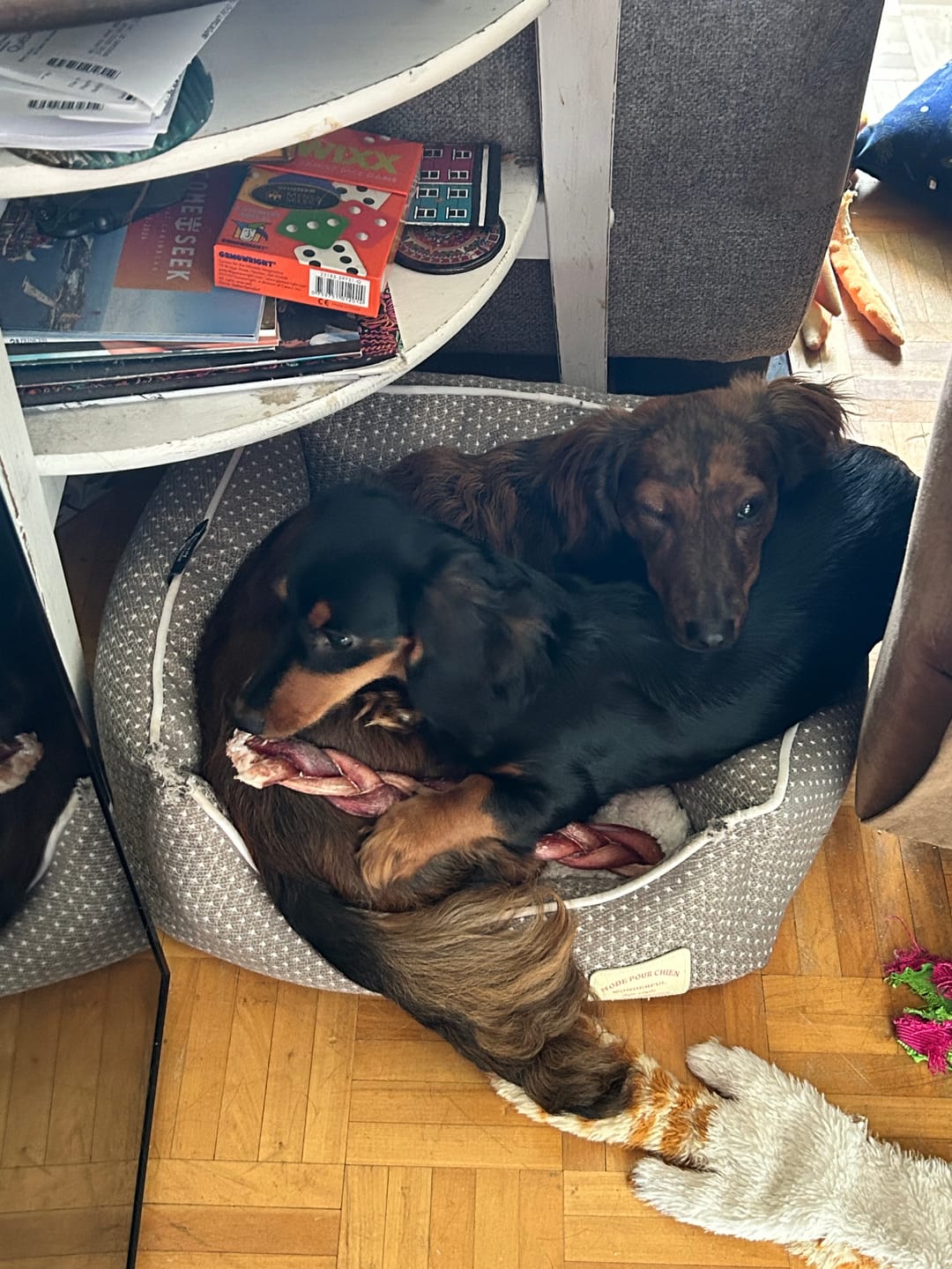 Customer photo review of 12 Inch Thick Braided Bully Stick