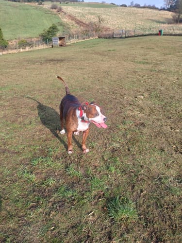 Karen A. review of 1.4m Swivel Combat Lead | Anti-Tangle & Secure Clip - Red image 1 out of 2