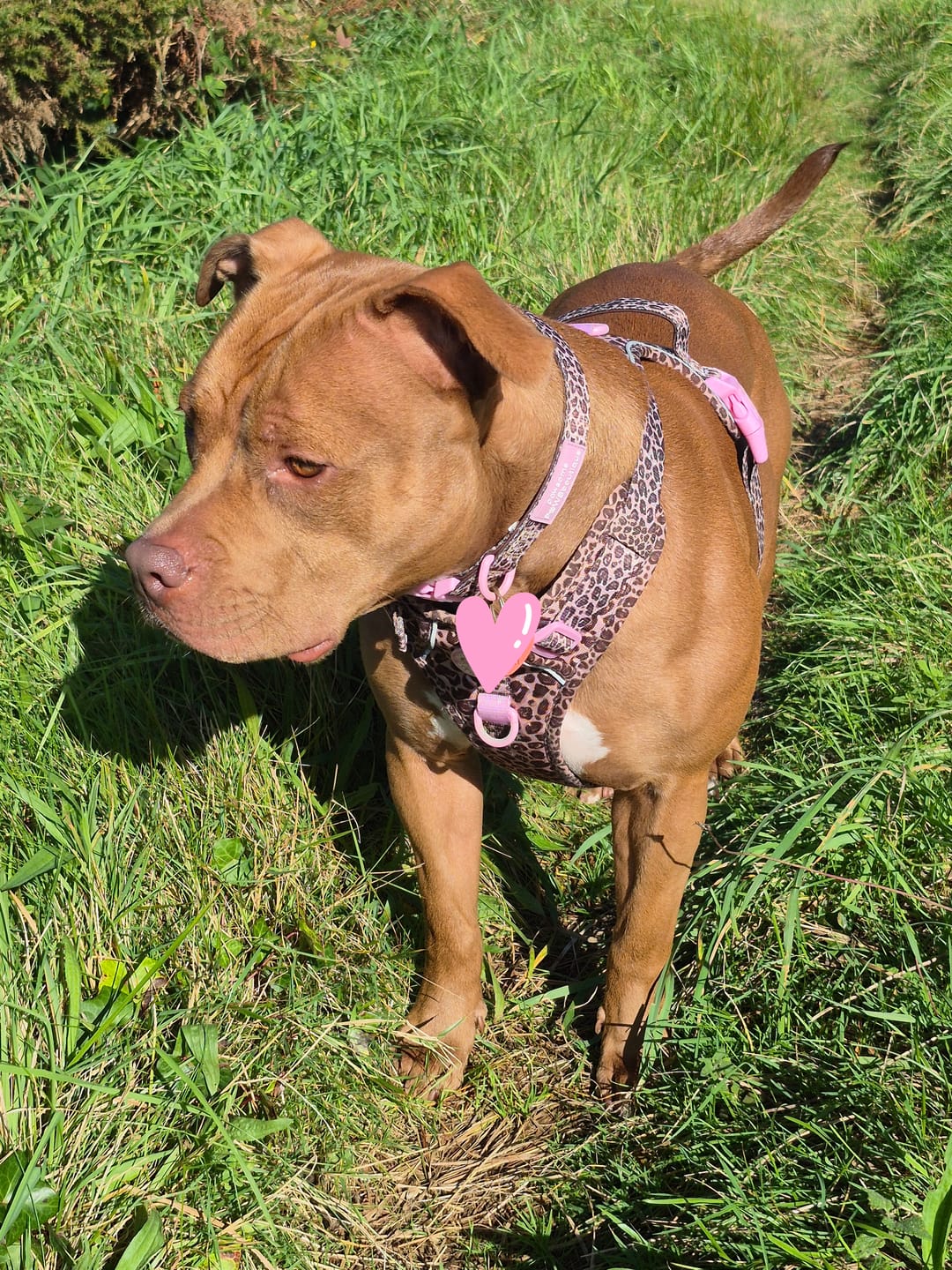 Customer photo review of Tough Trails™ Harness -  Leopard Print