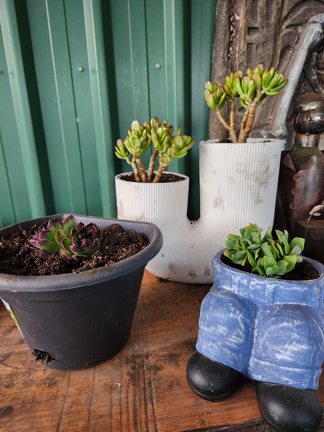 Customer photo review of Sempervivum 'Jolly Green Giant'
