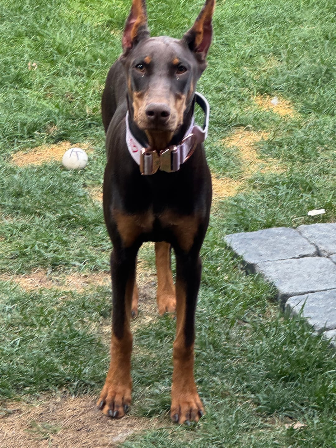 Customer photo review of 2" Tacti Luxe Dog Collar - Rose Gold - Sofia