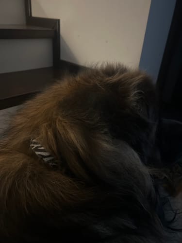 Customer photo review of Szeroka obroża z klamrą extreme - Extreme Buckle Zebra