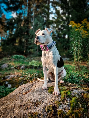 Miranda K. review of 5cm Lighter Combat® Collar | With Handle Secure Clip - Purple x Metal Grey image 1 out of 1