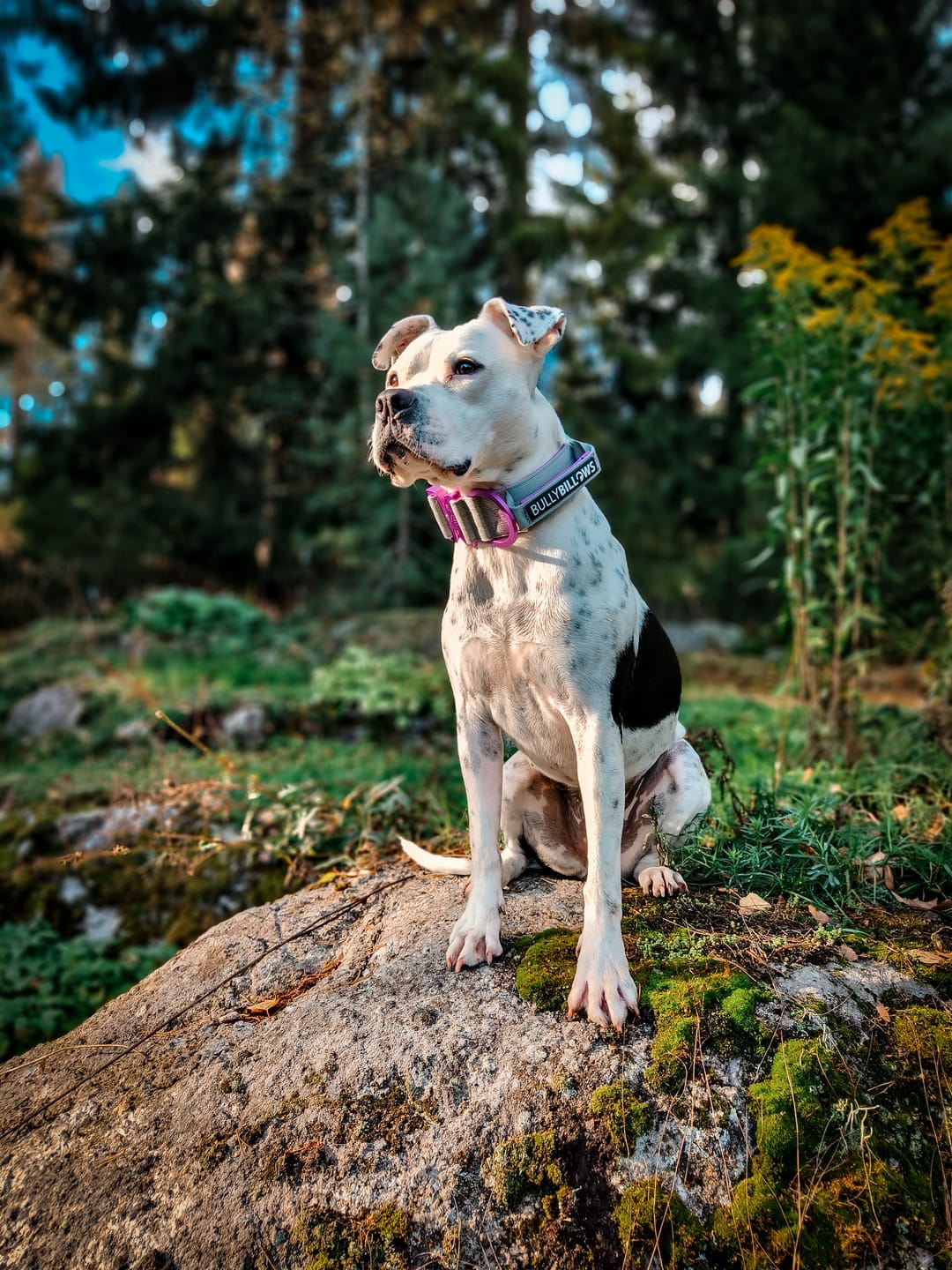 Customer photo review of 5cm Lighter Combat® Collar | With Handle Secure Clip - Purple x Metal Grey
