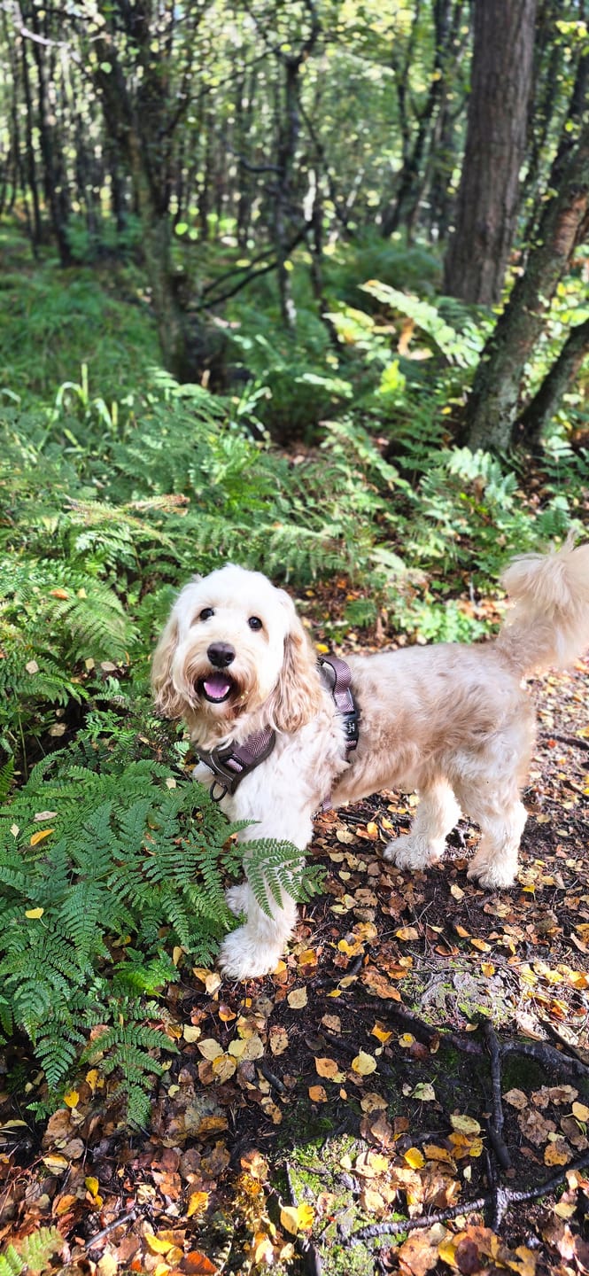 Customer photo review of Trail & Glow Tweed Dog Harness - Oxford Tweed