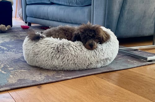 Customer photo review of Super Plush Donut Bed