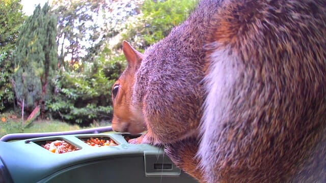 Customer photo review of Birdfy Feeder 2 - Smart Bird Feeder
