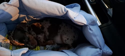 Customer photo review of Borsa Cotone Siena Azzurro