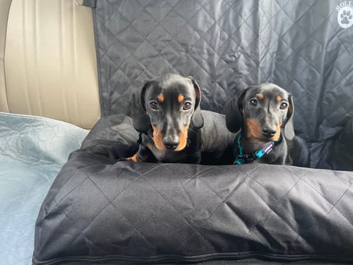 Customer photo review of Car Seat Cover