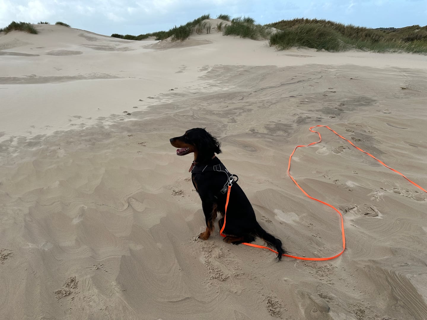 Customer photo review of Dog Copenhagen Comfort Walk Pro™ hundesele Sort