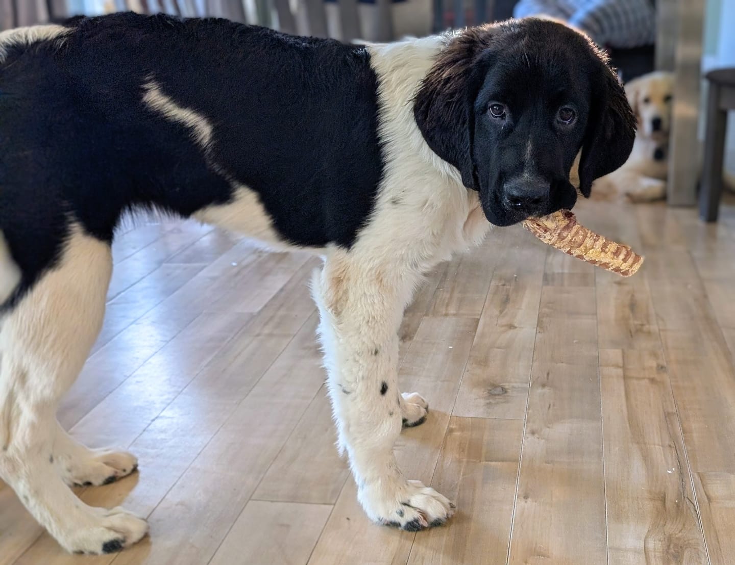 Customer photo review of 6 Inch Beef Trachea