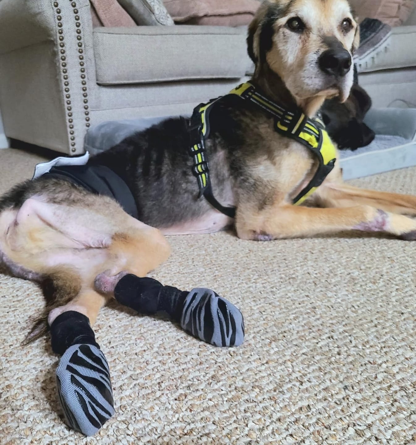 Customer photo review of SteadyPaws - Antislip Honden Gripsokken