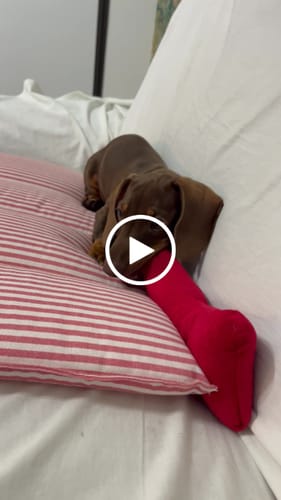 Customer video review of Gioco Osso