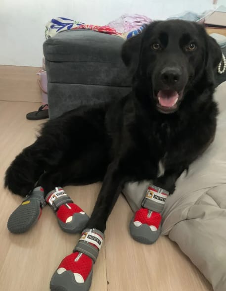 Customer photo review of TrailPaws - Beschermende Antislip Hondenschoenen