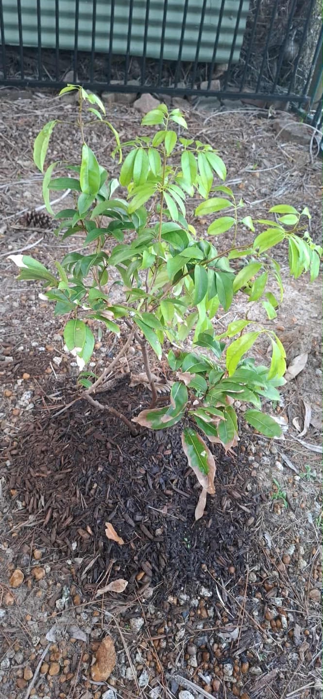 Customer photo review of Seedless Lychee - Sue Lin San