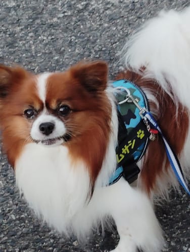 Customer photo review of FunFunPet 高機能ハーネス（お名前タグ作成サービス付き）