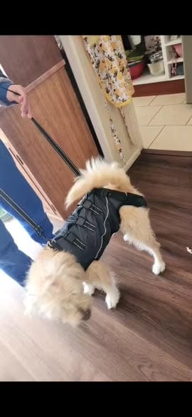 Customer photo review of PawLift - Ondersteunend Tilharnas Hond