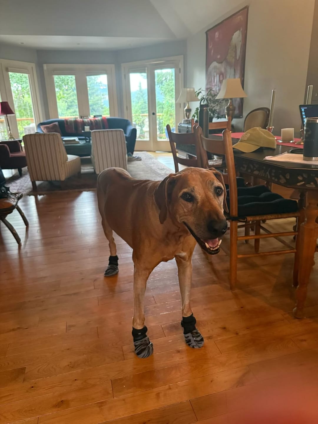 Customer photo review of SteadyPaws - Antislip Honden Gripsokken