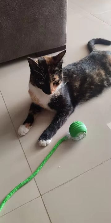 Customer photo review of ZoomBall - Interactieve Hondenspeelbal