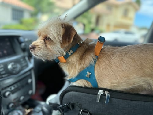 Customer photo review of Boneflex Harness Gold