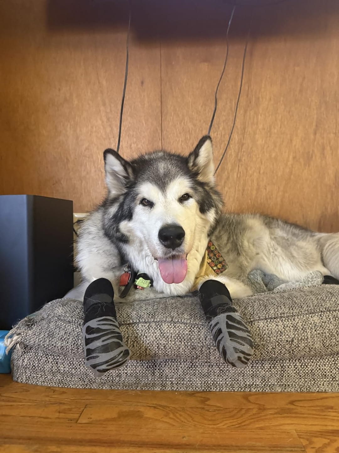 Customer photo review of SteadyPaws - Antislip Honden Gripsokken