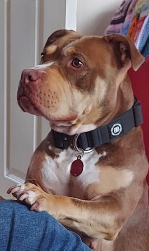 Alan J. review of 4cm Combat® Collar | Rated Clip - NO HANDLE - Black image 1 out of 4