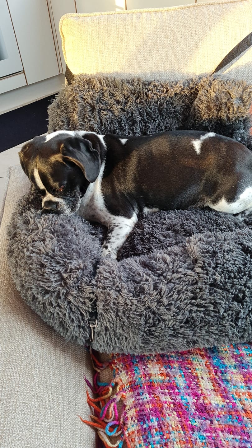 Customer photo review of Pet Perfect Fluffy Autostoel Hond (2-in-1) - Hondenmand Auto - Orthopedisch
