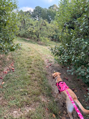 Customer photo review of Heavy-Duty Double-Handle Tactical Bungee K9 Dog Leash
