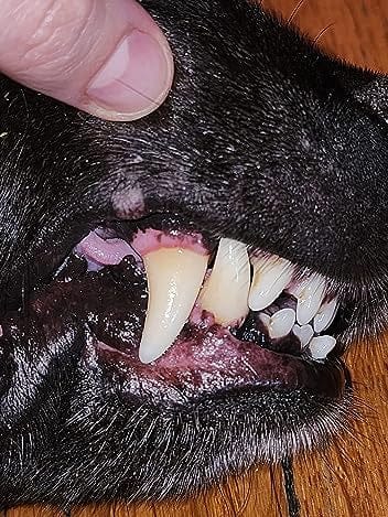 Customer photo review of PawBrush - De Ultieme Tandverzorgingsset