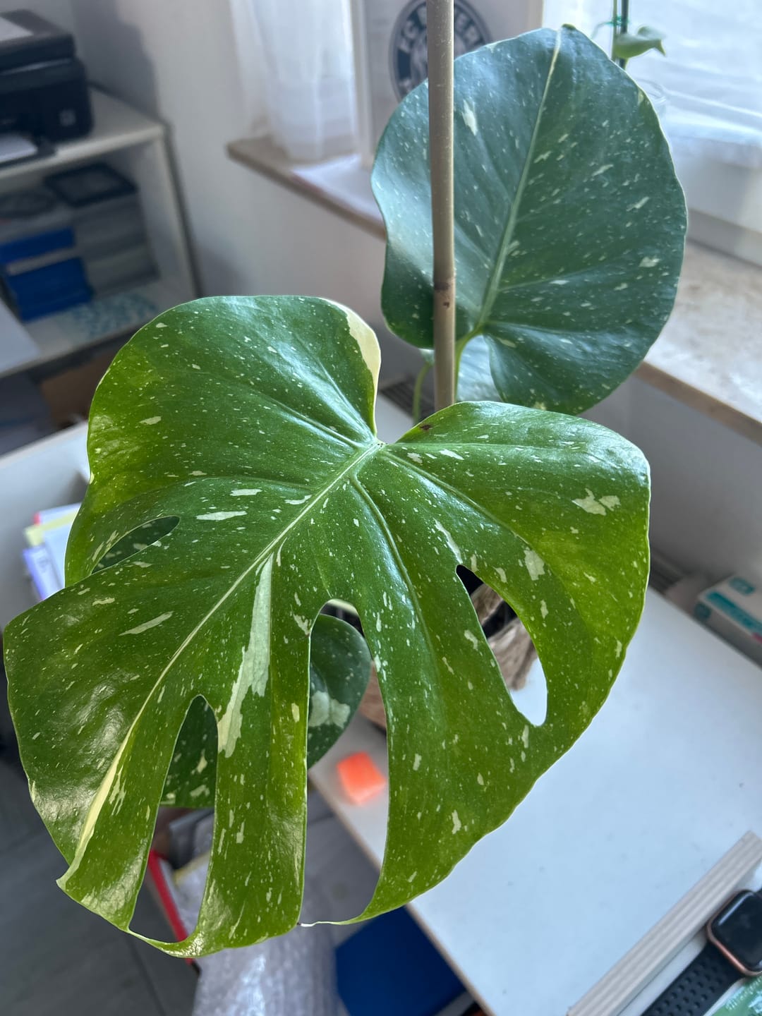 Customer photo review of Monstera Thai Constellation