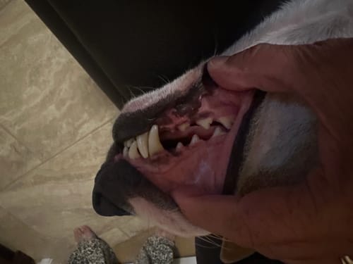 Customer photo review of DE-01 Dental Dogbiotic