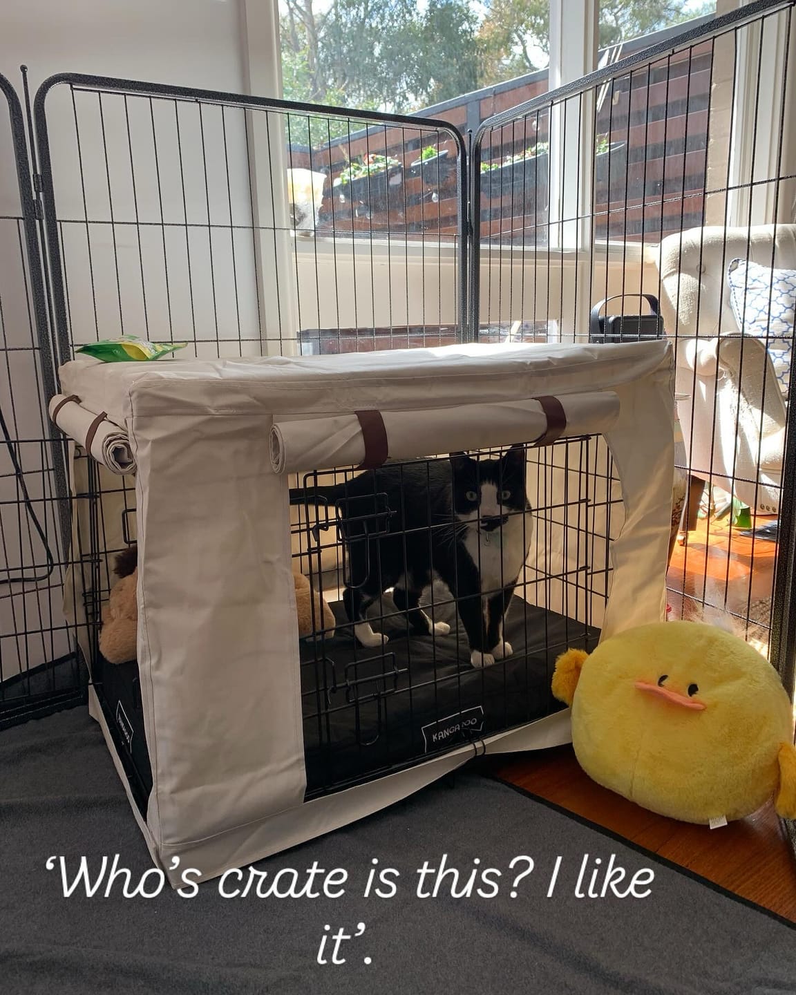 Customer photo review of Kangaroo Dog Crate Mat