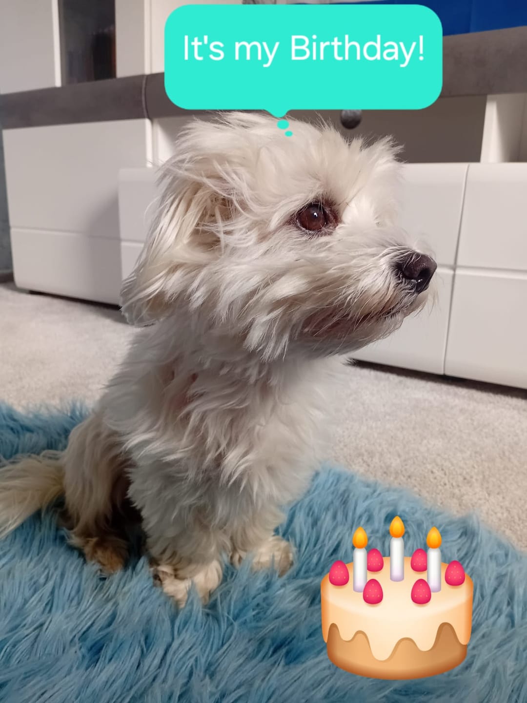 Customer photo review of Hundekekse - Apfel-Fenchel - 0.5 mg CBD (vegan)