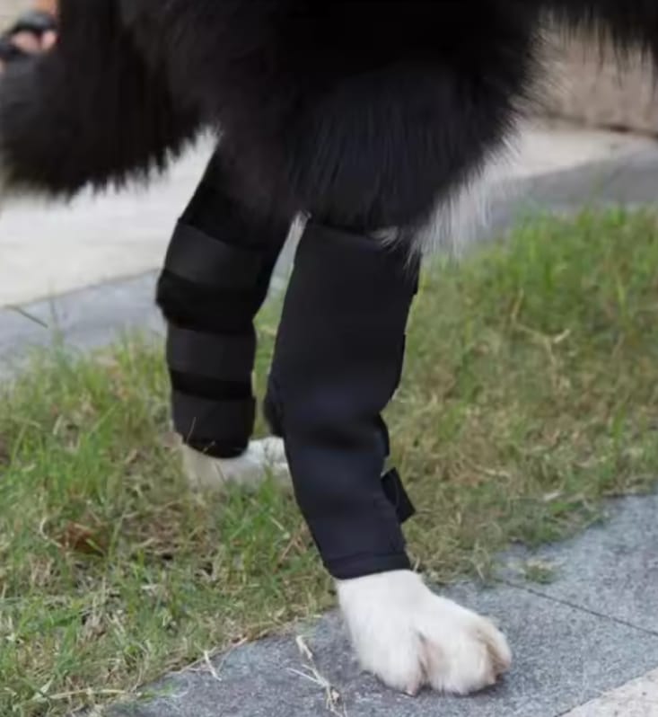 Customer photo review of PawBrace - Orthopedische Honden Pootbrace
