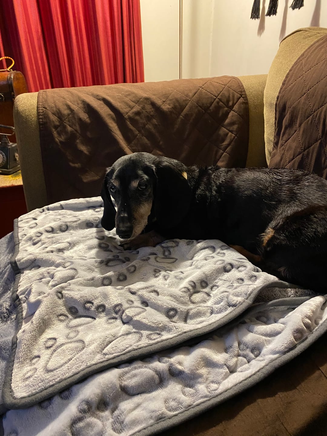 Customer photo review of Manta Suave THE DOGS