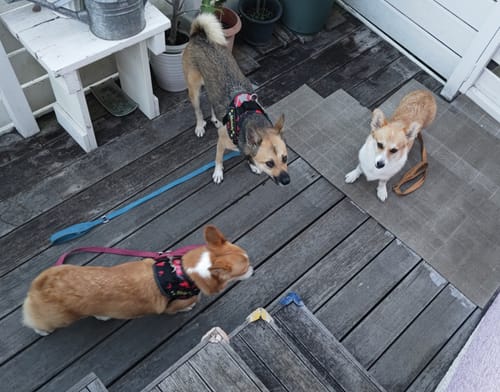 Customer photo review of FunFunPet 高機能ハーネス（お名前タグ作成サービス付き）