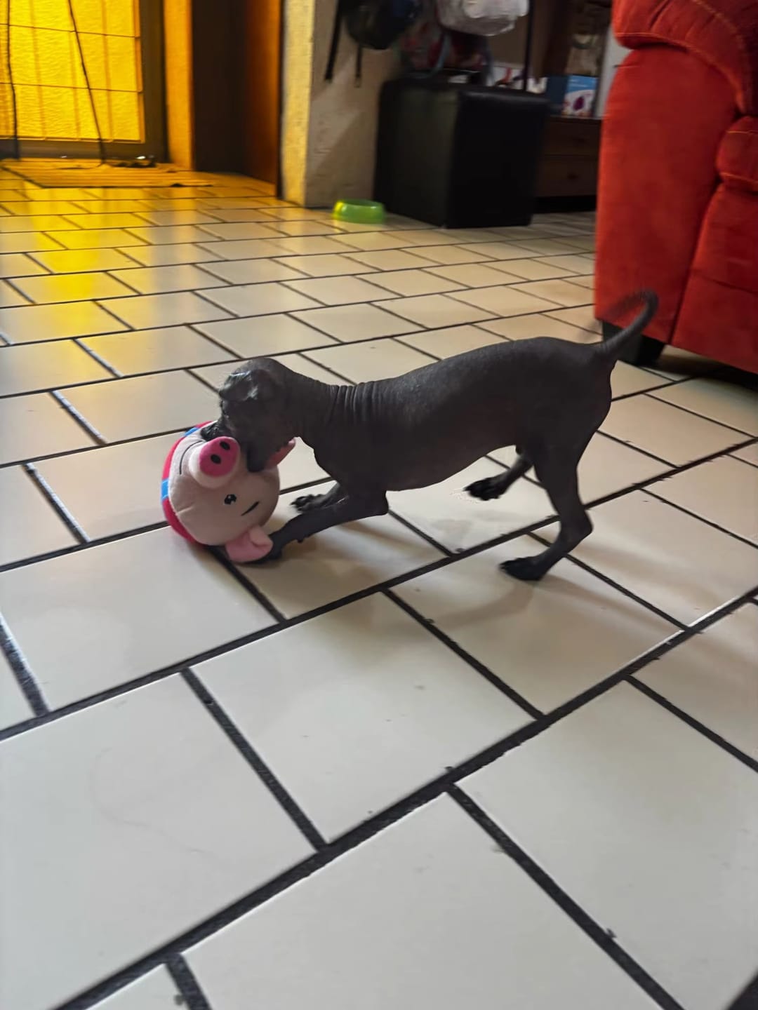 Customer photo review of BouncyBalls - Het interactieve hondenspeeltje