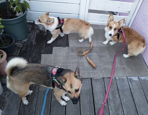 Customer photo review of FunFunPet 高機能ハーネス（お名前タグ作成サービス付き）