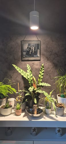 Customer photo review of Claria Grow Light Pendant
