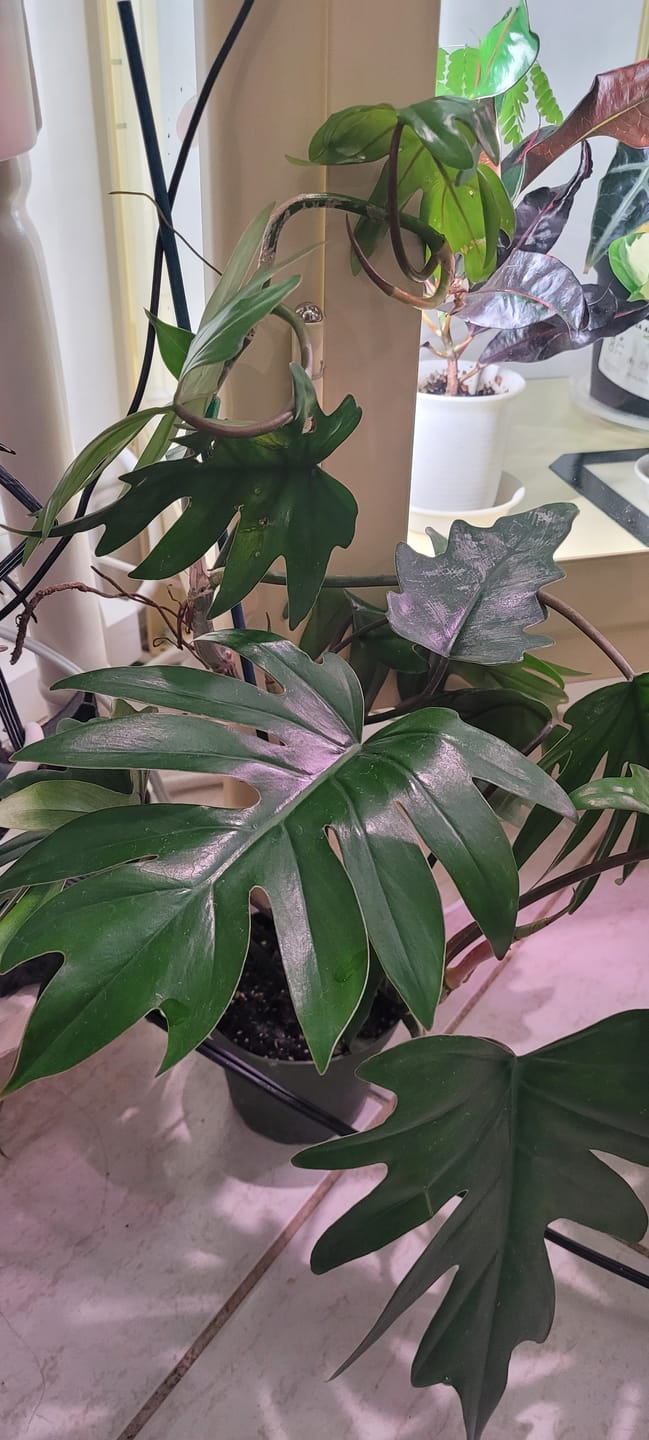 Customer photo review of Philodendron mayoi