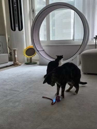 Customer photo review of ZoomBall - Interactieve Hondenspeelbal