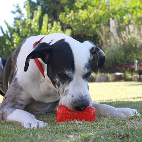 Customer photo review of Rogz Yumz Chew Toy