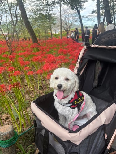 Customer photo review of FunFunPet 高機能ハーネス（お名前タグ作成サービス付き）